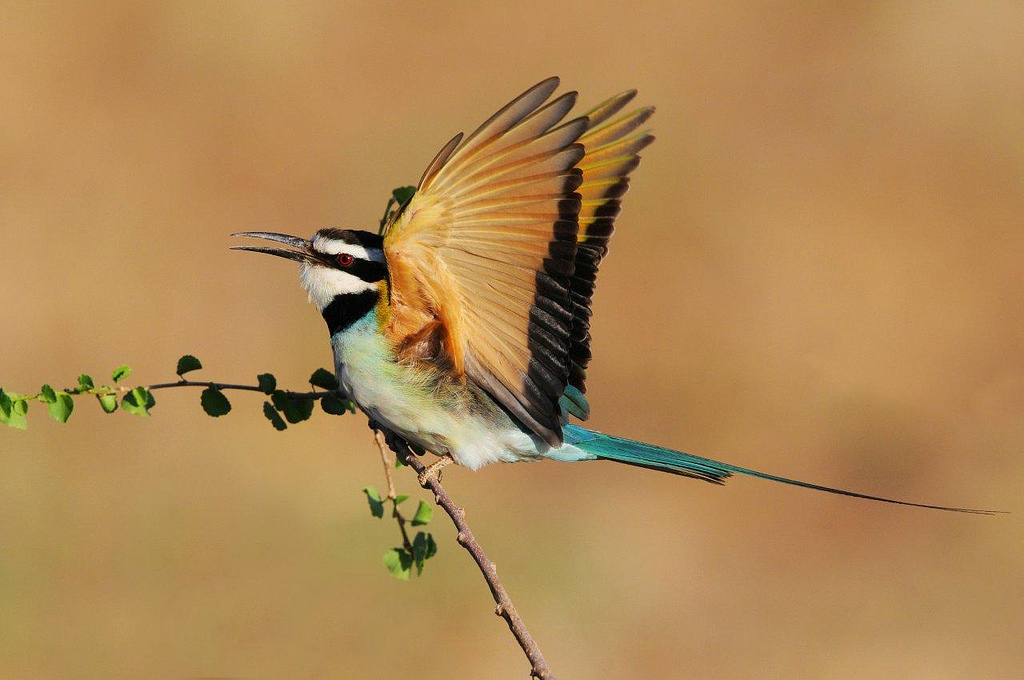 White-throated bee-eater