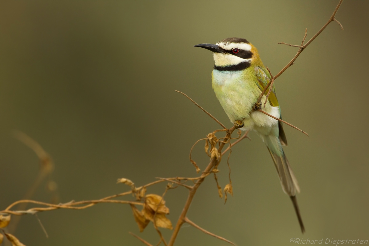 Pretty White-throated bee-eater