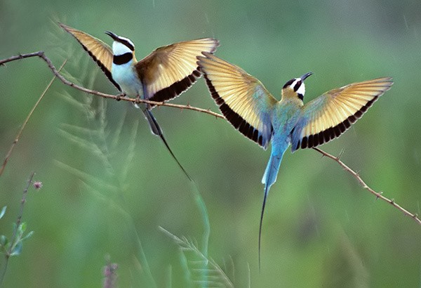 Pretty White-throated bee-eater