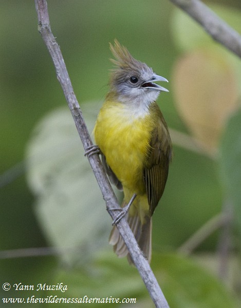 Pretty White-throated bulbul