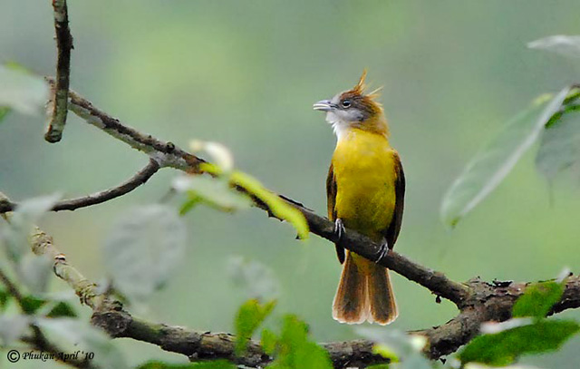 Pretty White-throated bulbul
