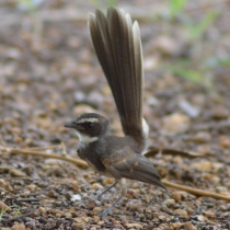 Pretty White-throated fantail
