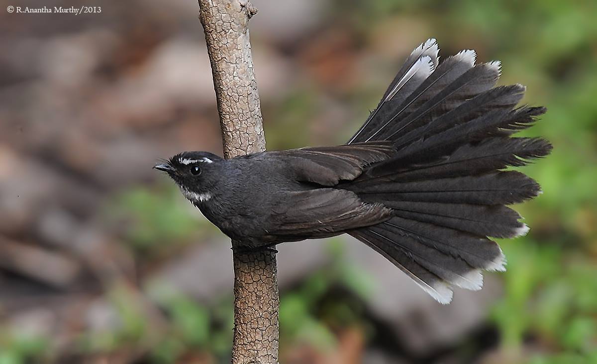 Pretty White-throated fantail