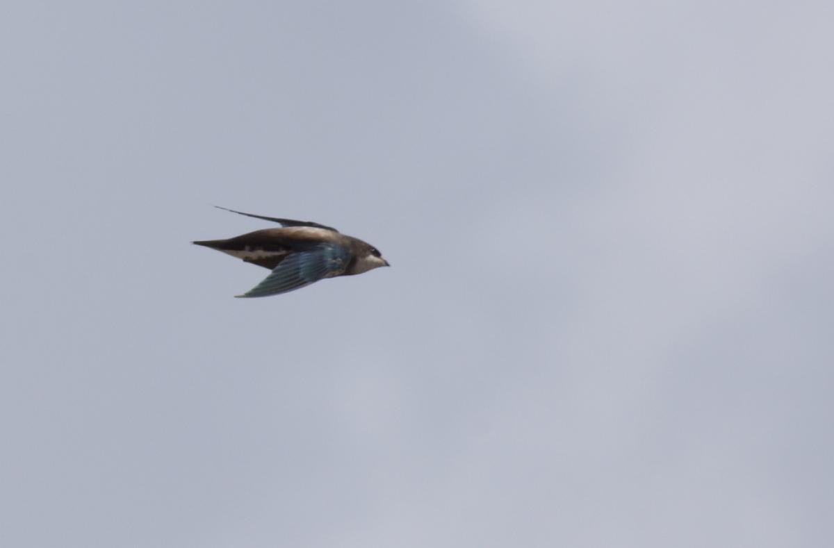 White-throated needletail