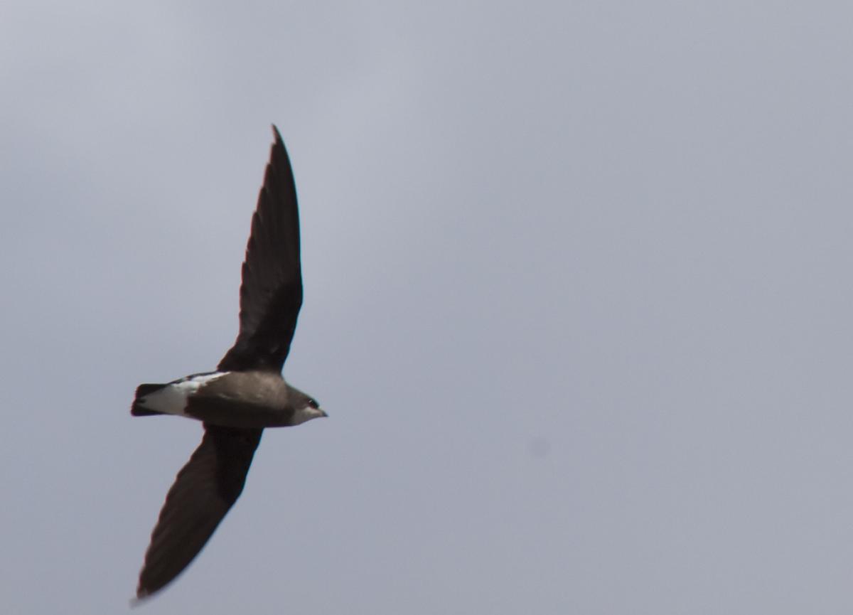 Pretty White-throated needletail