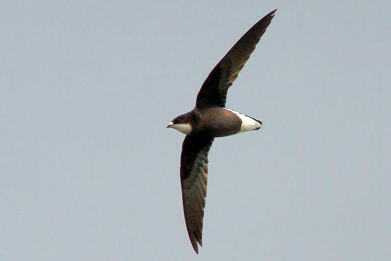 Pretty White-throated needletail