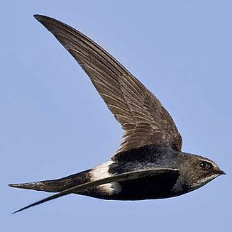 Pretty White-throated needletail