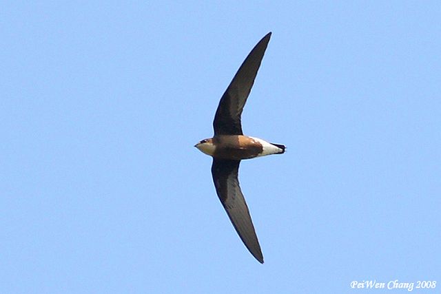 Pretty White-throated needletail