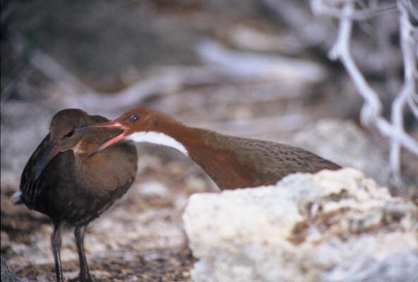 White-throated rail