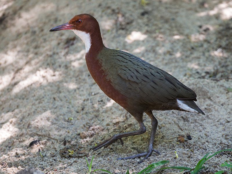 Pretty White-throated rail