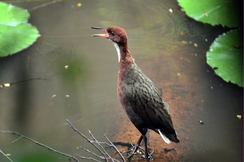 Pretty White-throated rail