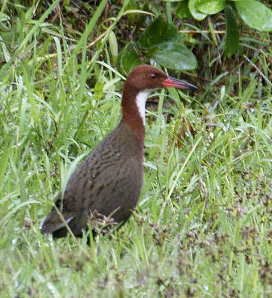 Pretty White-throated rail