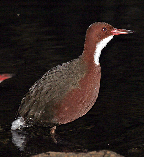 Pretty White-throated rail
