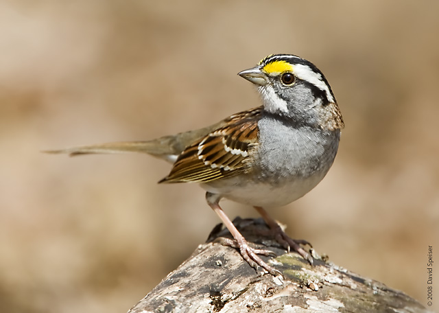 Pretty White-throated sparrow