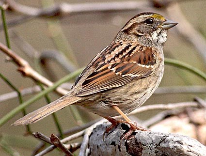 Pretty White-throated sparrow
