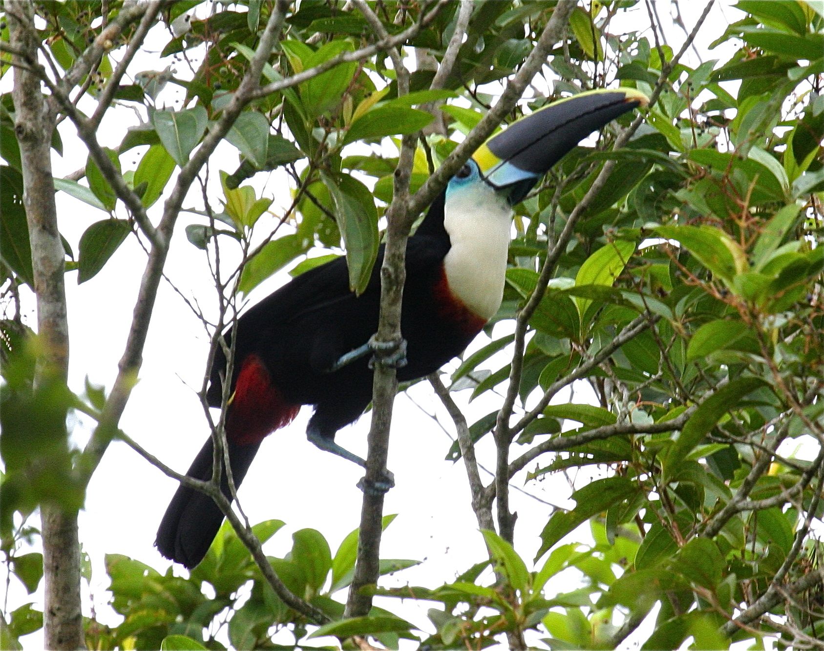 Pretty White-throated toucan