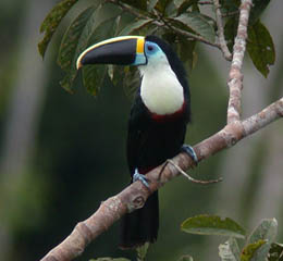 Pretty White-throated toucan