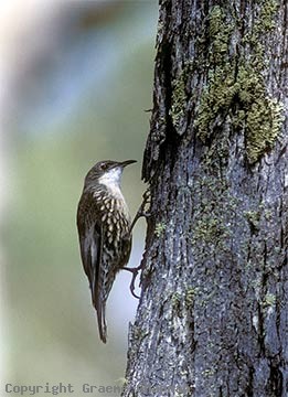 White-throated treecreeper