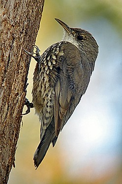 Pretty White-throated treecreeper