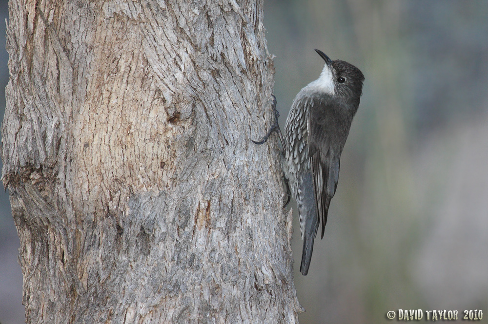 Pretty White-throated treecreeper