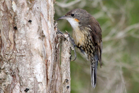Pretty White-throated treecreeper