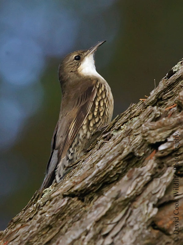 Pretty White-throated treecreeper