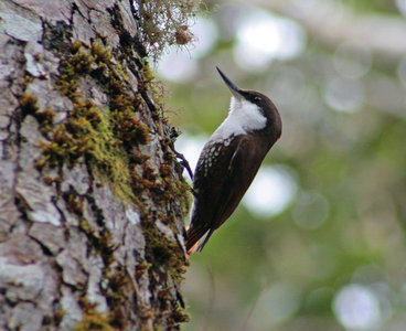 White-throated treerunner