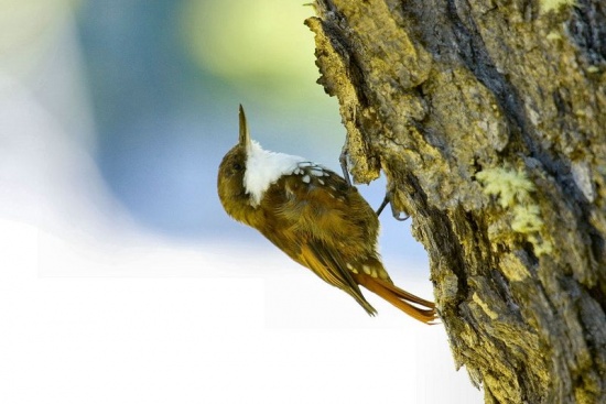 Pretty White-throated treerunner