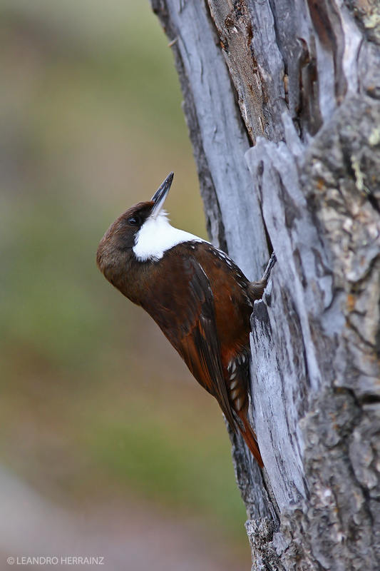 Pretty White-throated treerunner