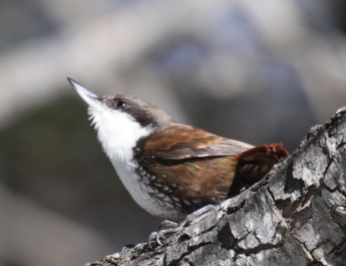 Pretty White-throated treerunner