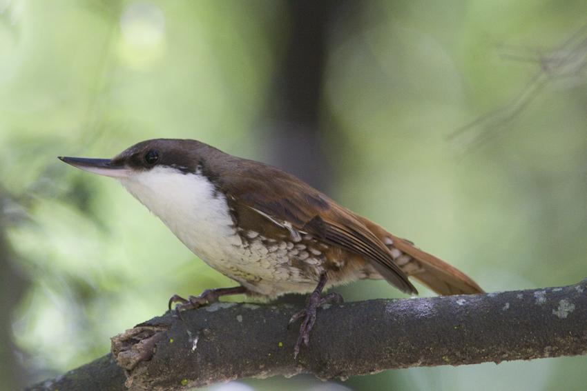Pretty White-throated treerunner