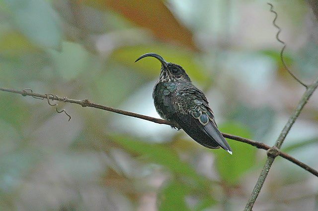 White-tipped sicklebill