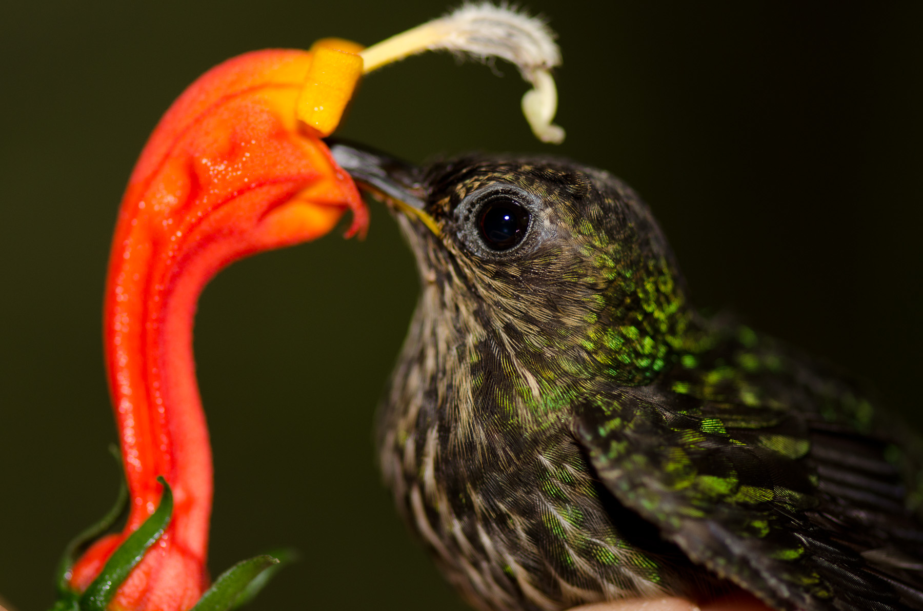 Pretty White-tipped sicklebill