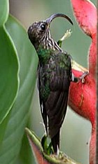 Pretty White-tipped sicklebill