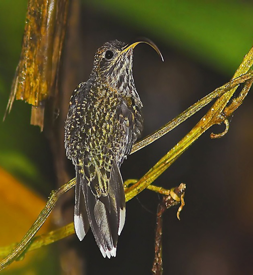 Pretty White-tipped sicklebill