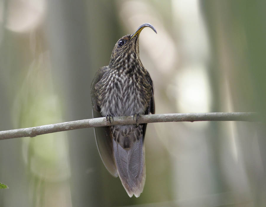 Pretty White-tipped sicklebill