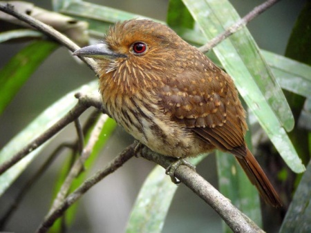 White-whiskered puffbird