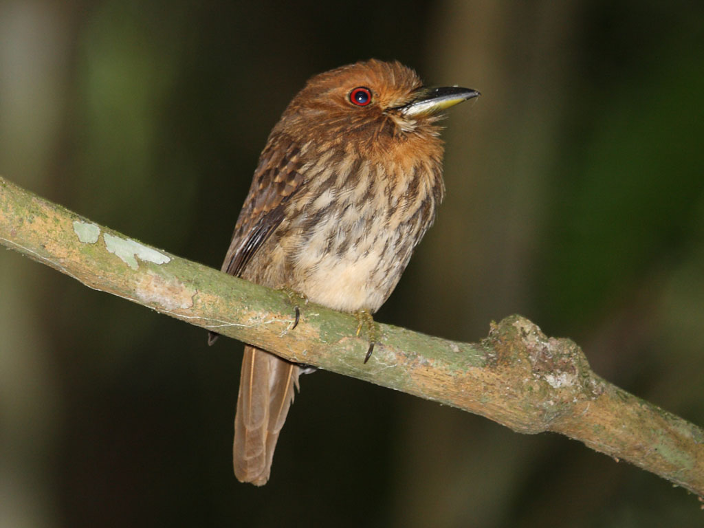 Pretty White-whiskered puffbird