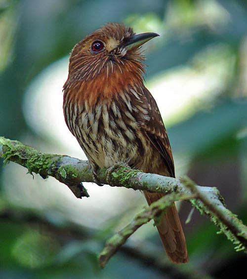 Pretty White-whiskered puffbird