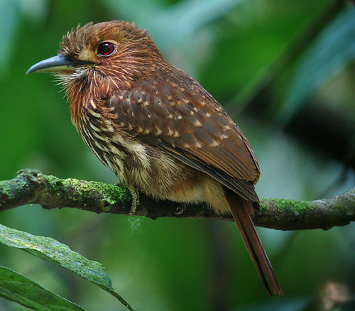 Pretty White-whiskered puffbird
