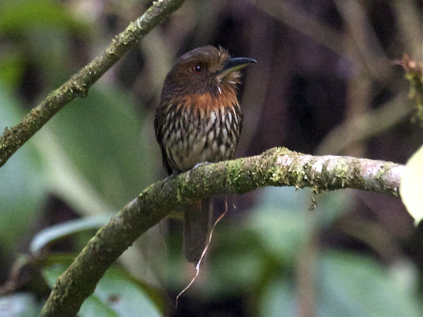 Pretty White-whiskered puffbird