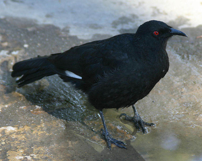 Pretty White-winged chough