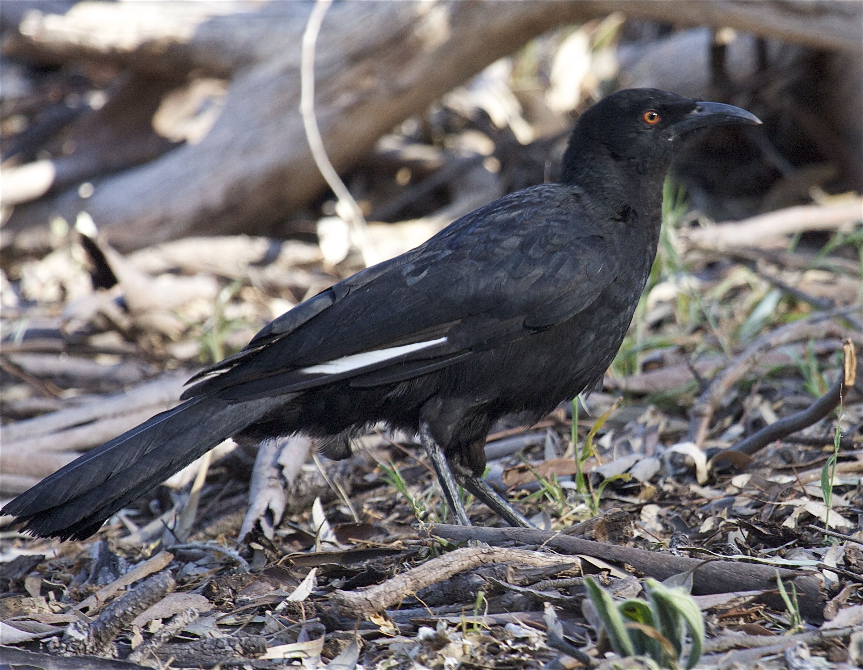 Pretty White-winged chough