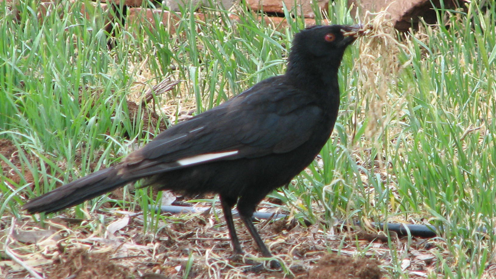 Pretty White-winged chough
