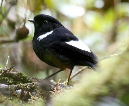 Pretty White-winged robin