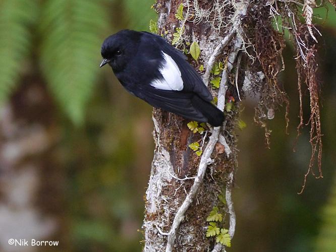 Pretty White-winged robin