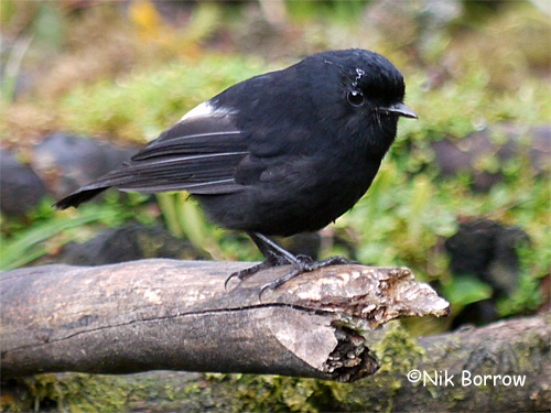 Pretty White-winged robin