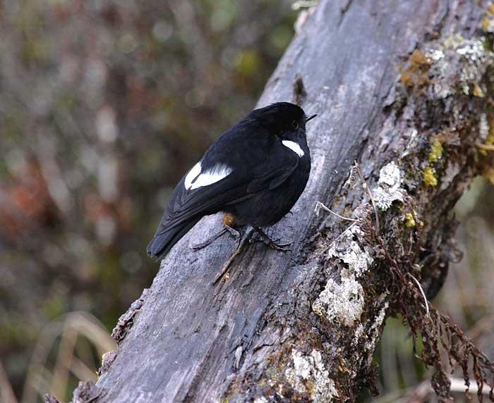 Pretty White-winged robin