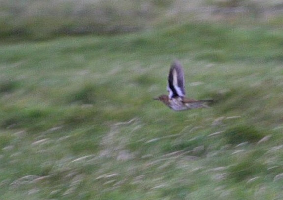 White’s thrush