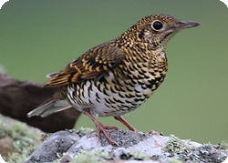 Pretty White’s thrush